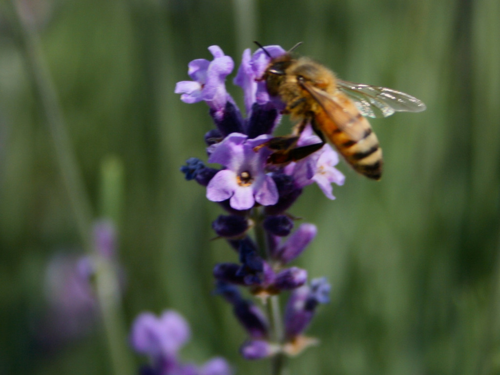 North Fork Bee Co.'s video poster