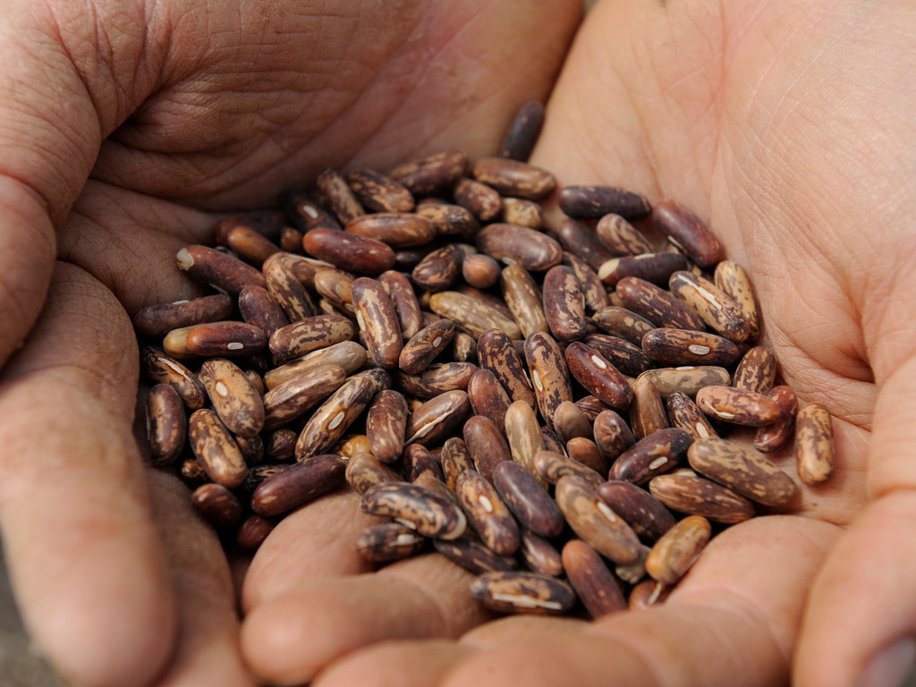 Heritage Seed Co. calling all seed savers's video poster