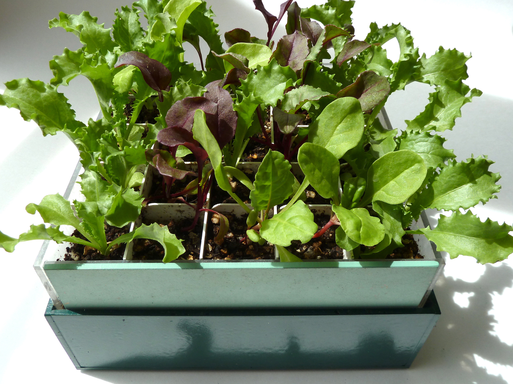 the GROWcube: giving seeds a healthy start in a small space's video poster