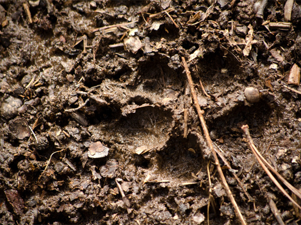 Predators of the Great Smoky Mountains National Park's video poster