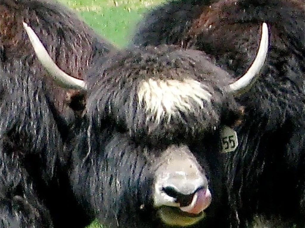 YakItToMe! Vermont Yak Mobile BBQ Food Cart's video poster
