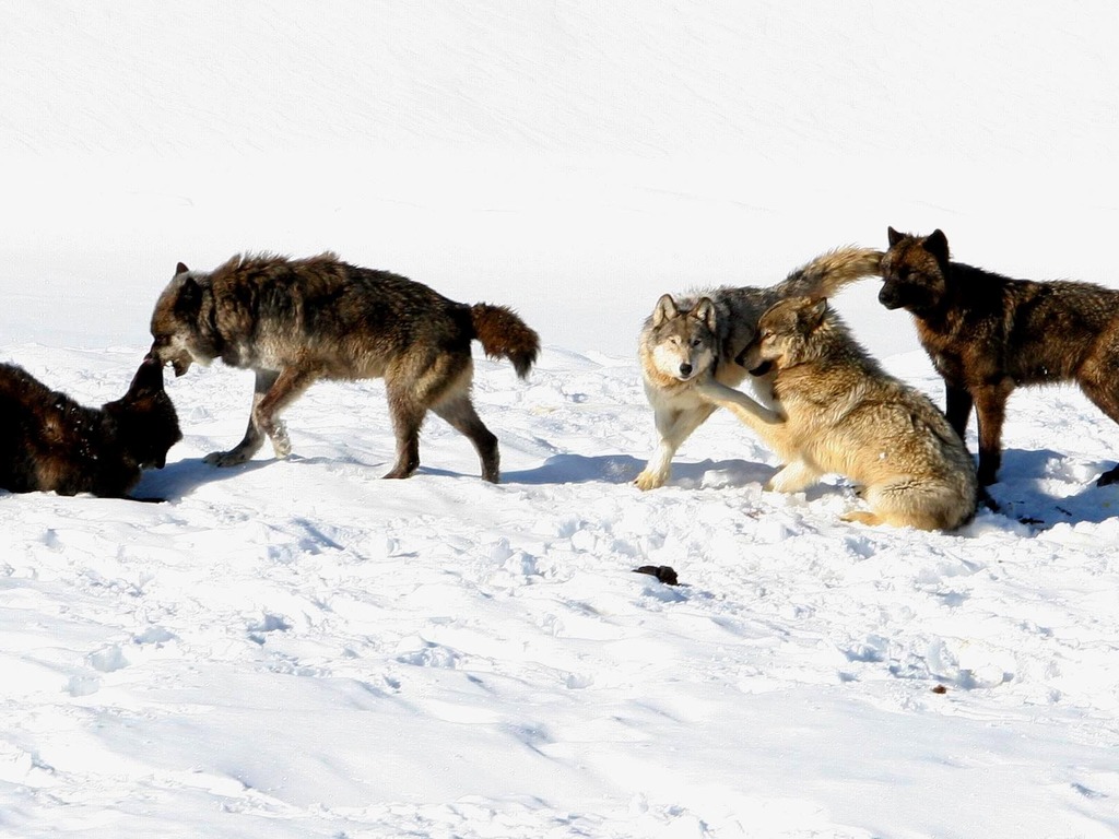 Yellowstone Wolf: Project Citizen Science's video poster