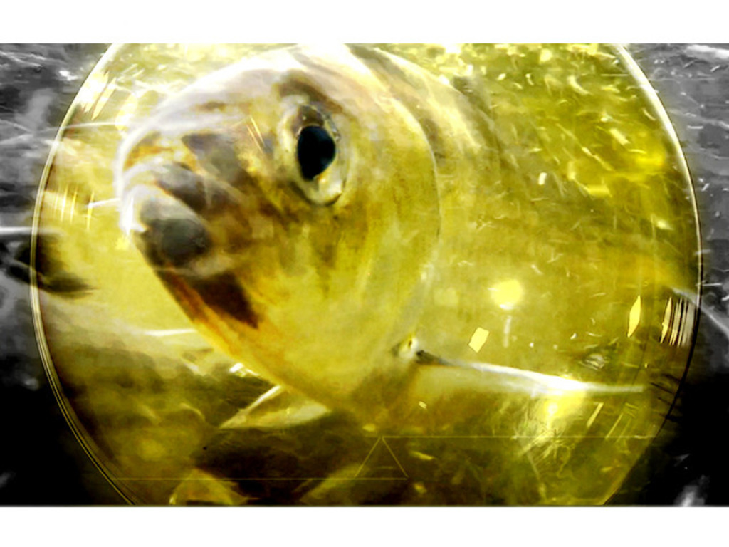 The Herring Migration Documentary Series (3 Episodes)'s video poster