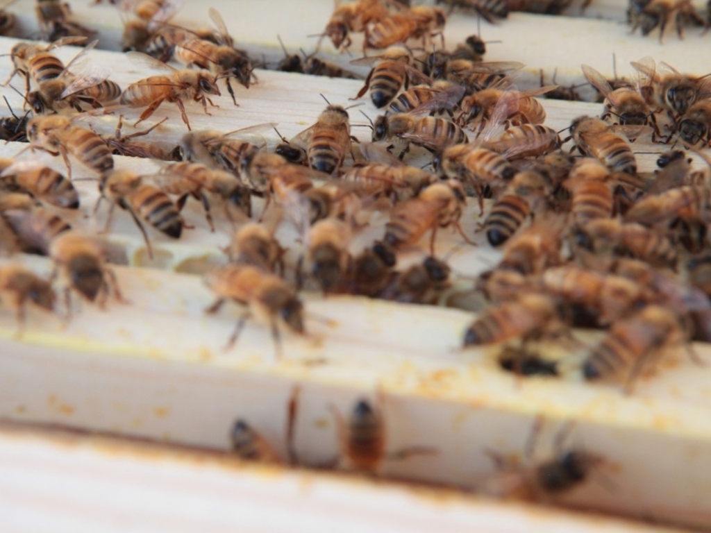 Cam & Mr. Combover's Urban Beekeeper Survival Guide's video poster