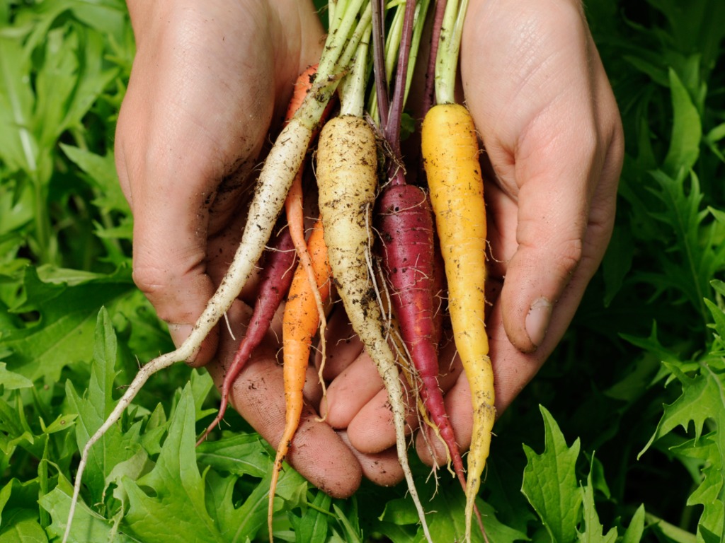 Garden Within Reach at Noyo Food Forest's video poster