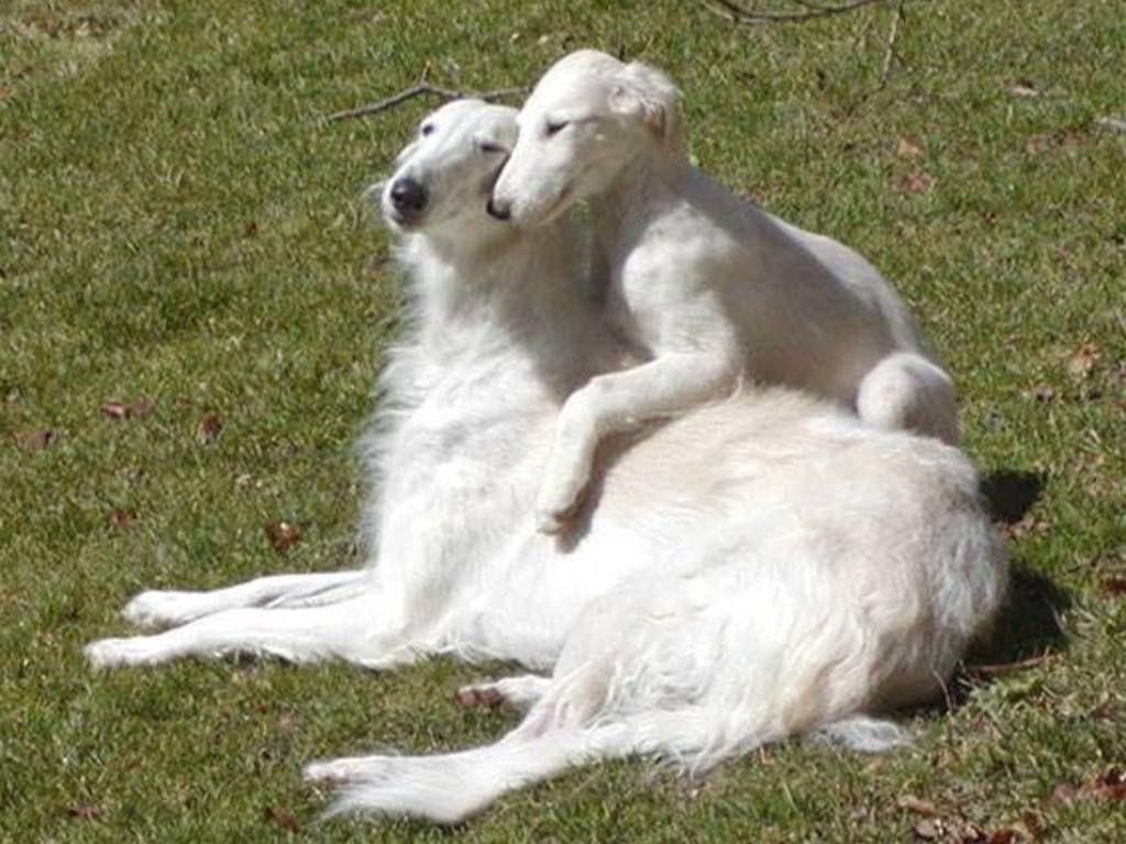The Pooches Pet Project's video poster