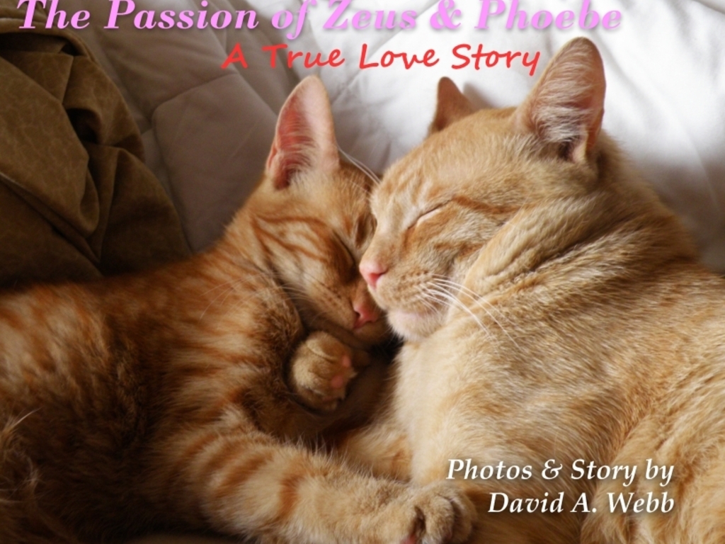 The Passion of Zeus & Phoebe: A True Love Story's video poster