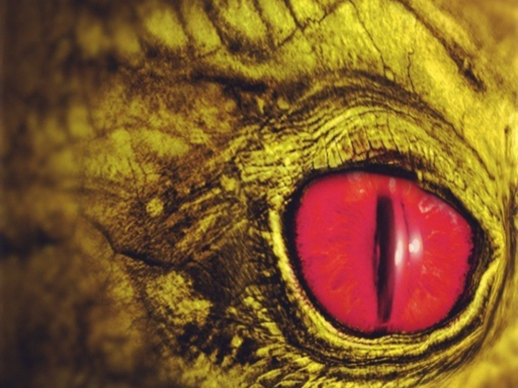 Dragon revenge's video poster