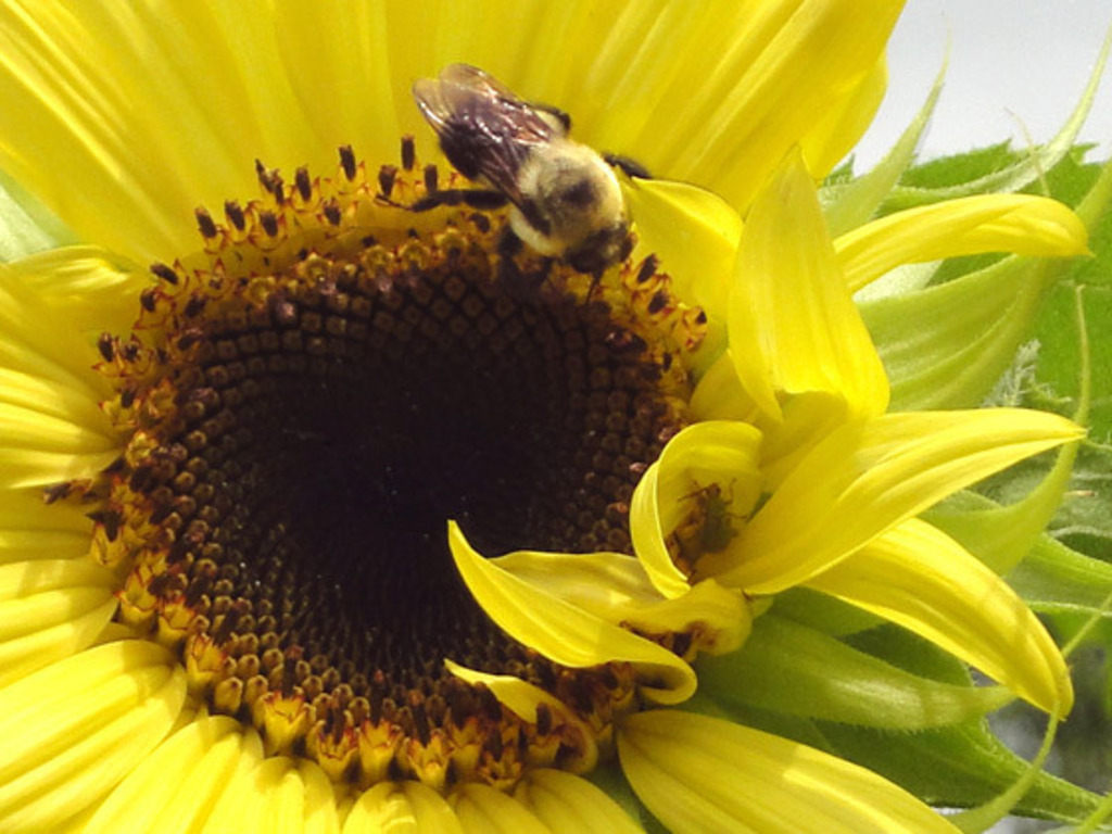 Bees and Trees's video poster